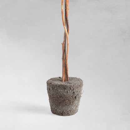 Preserved boxwood sphere topiary 24 inch - stylish home accent (Image2).