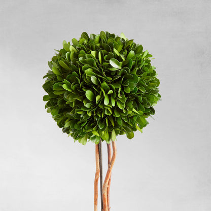 Preserved boxwood sphere topiary 24 inch - stylish home accent (Image3).