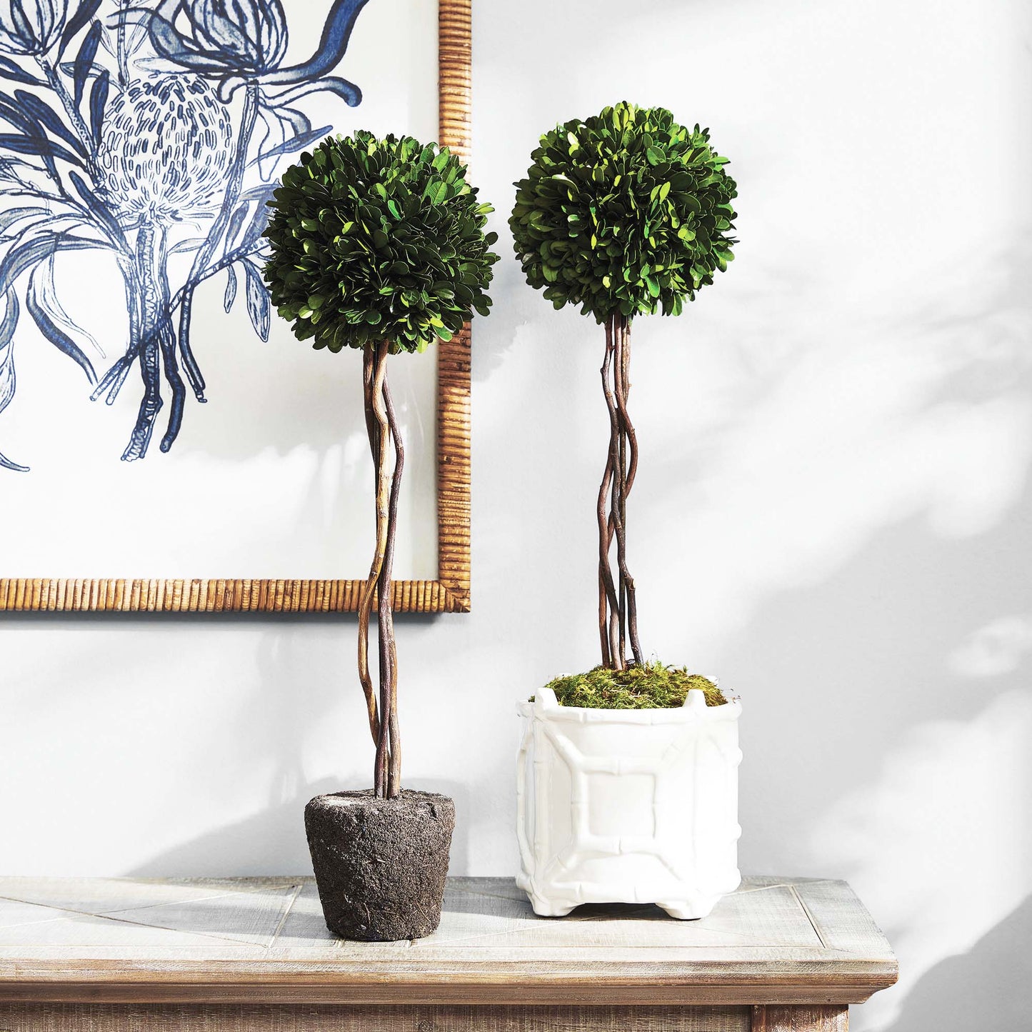 Preserved boxwood sphere topiary 24 inch - stylish home accent (Image4).