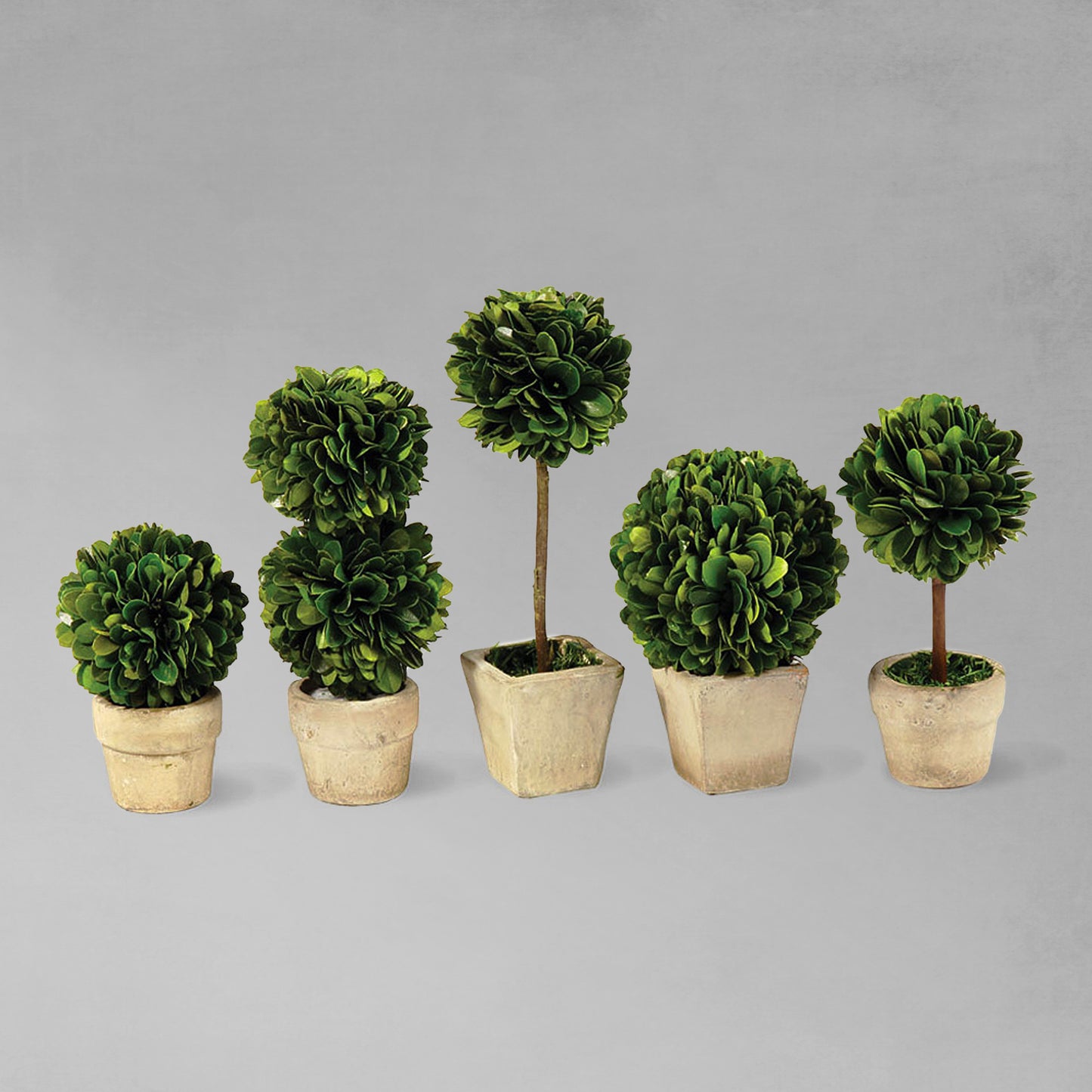 Preserved boxwood topiaries, set of 5, with gray background.