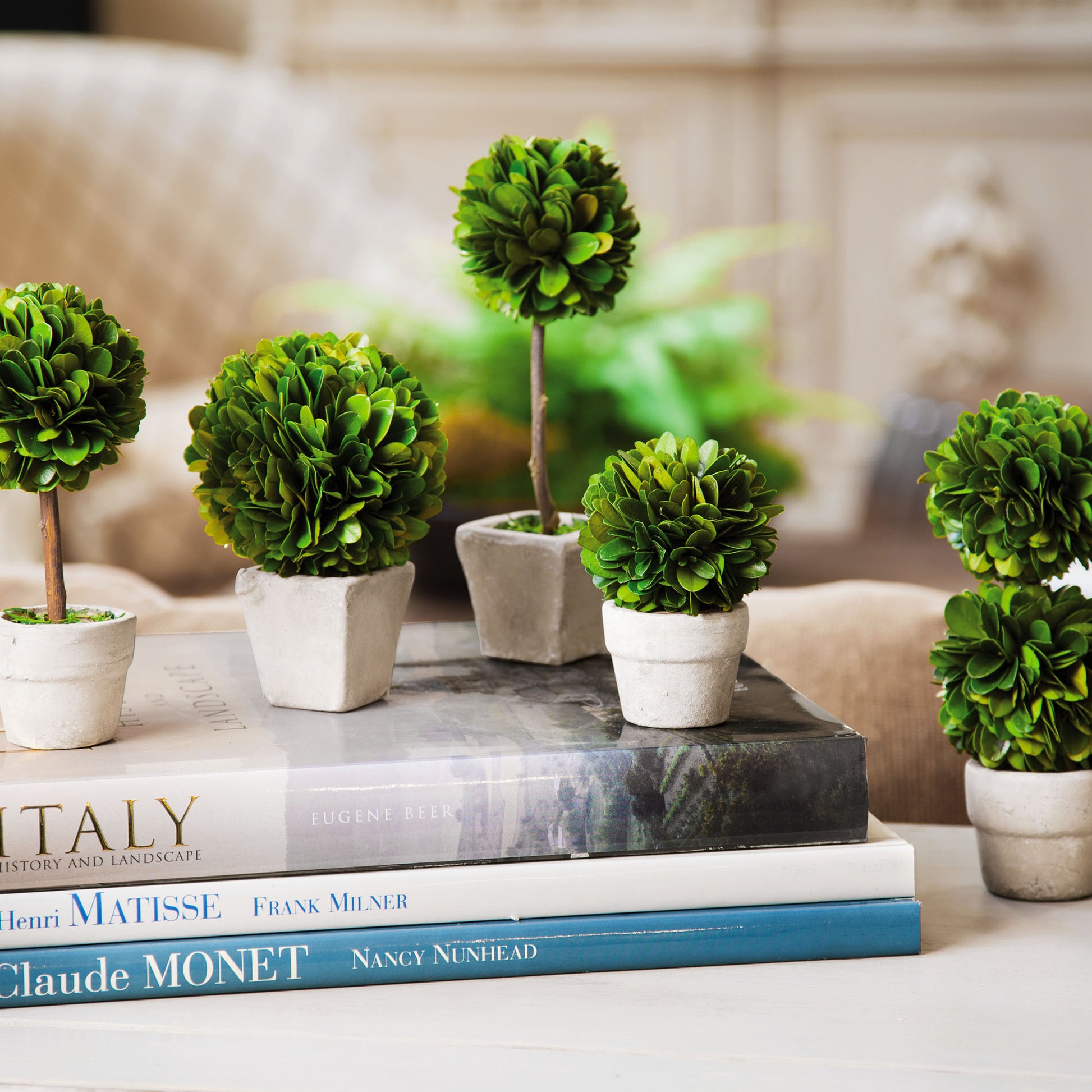 Preserved boxwood topiaries, set of 5, stylized in living room.