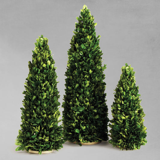 Preserved boxwood trees, set of 3, with gray background.