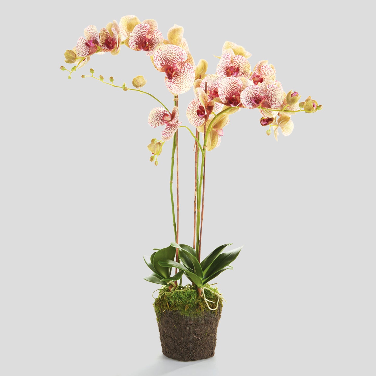 Speckled pink faux phalaenopsis orchid 32 inch - stylish home accent (Image1).