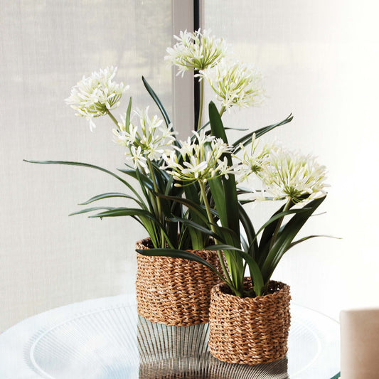 White faux agapanthus drop-in 23 inch - stylish home accent (Image2).