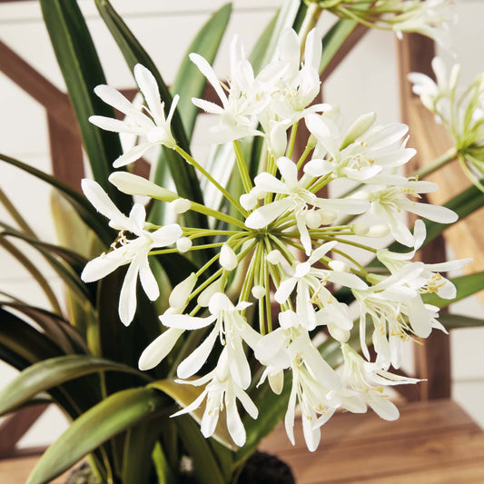 White faux agapanthus drop-in 29 inch - stylish home accent (Image6).