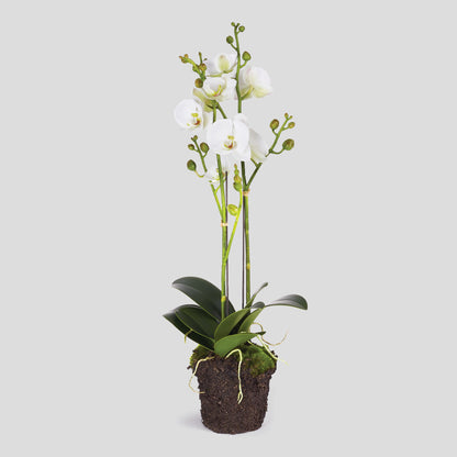 White faux phalaenopsis orchid 23 inch drop-in - stylish home accent (Image1).