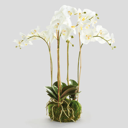 White faux phalaenopsis orchid 25 inch - stylish home accent (Image1).