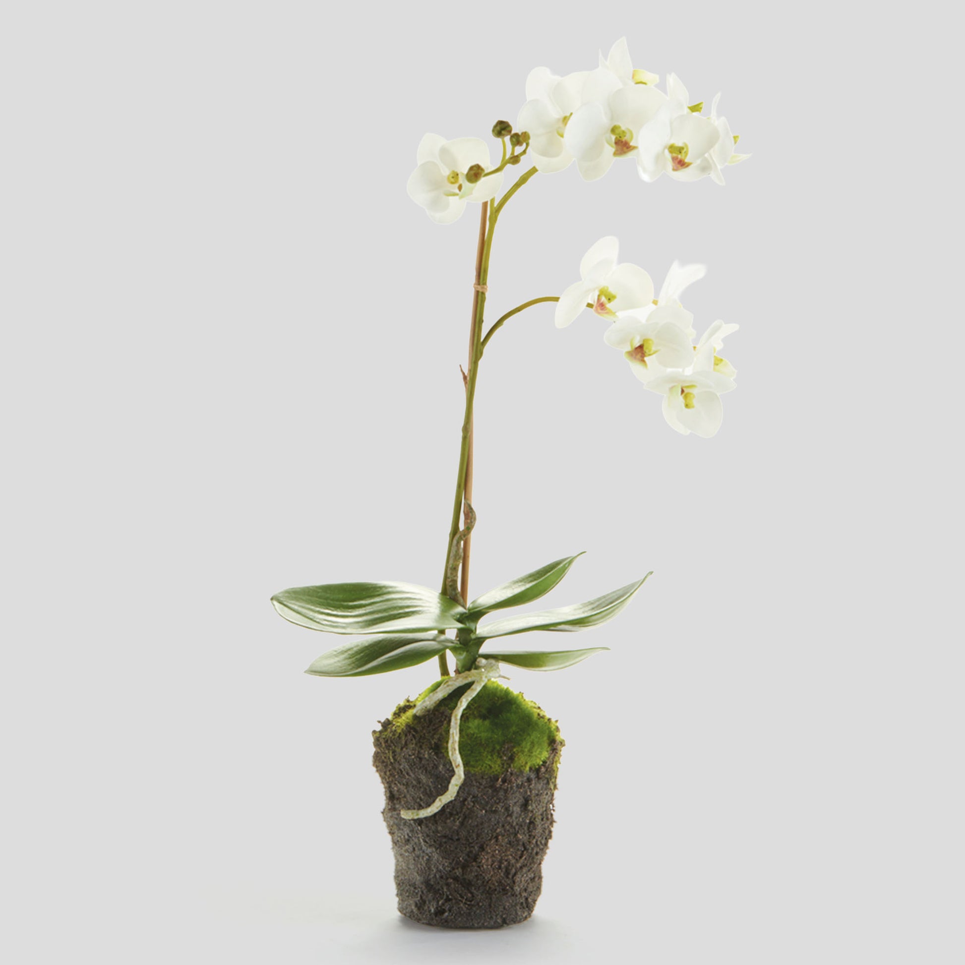 White faux phalaenopsis orchid drop-in 17 inch - stylish home accent (Image1).