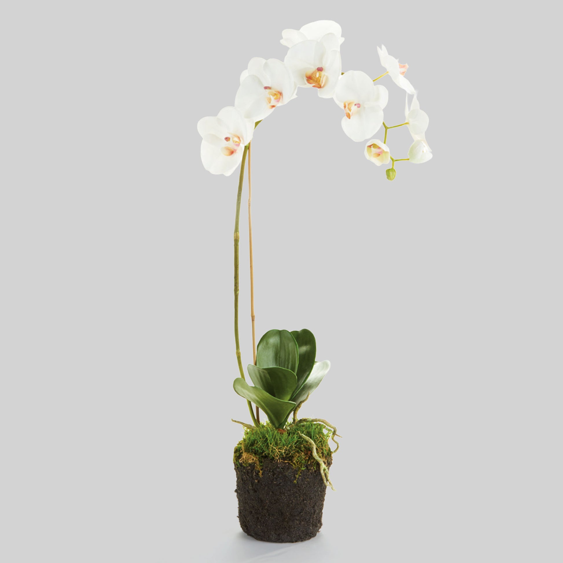 White faux phalaenopsis orchid drop-in 26 inch - stylish home accent (Image1).