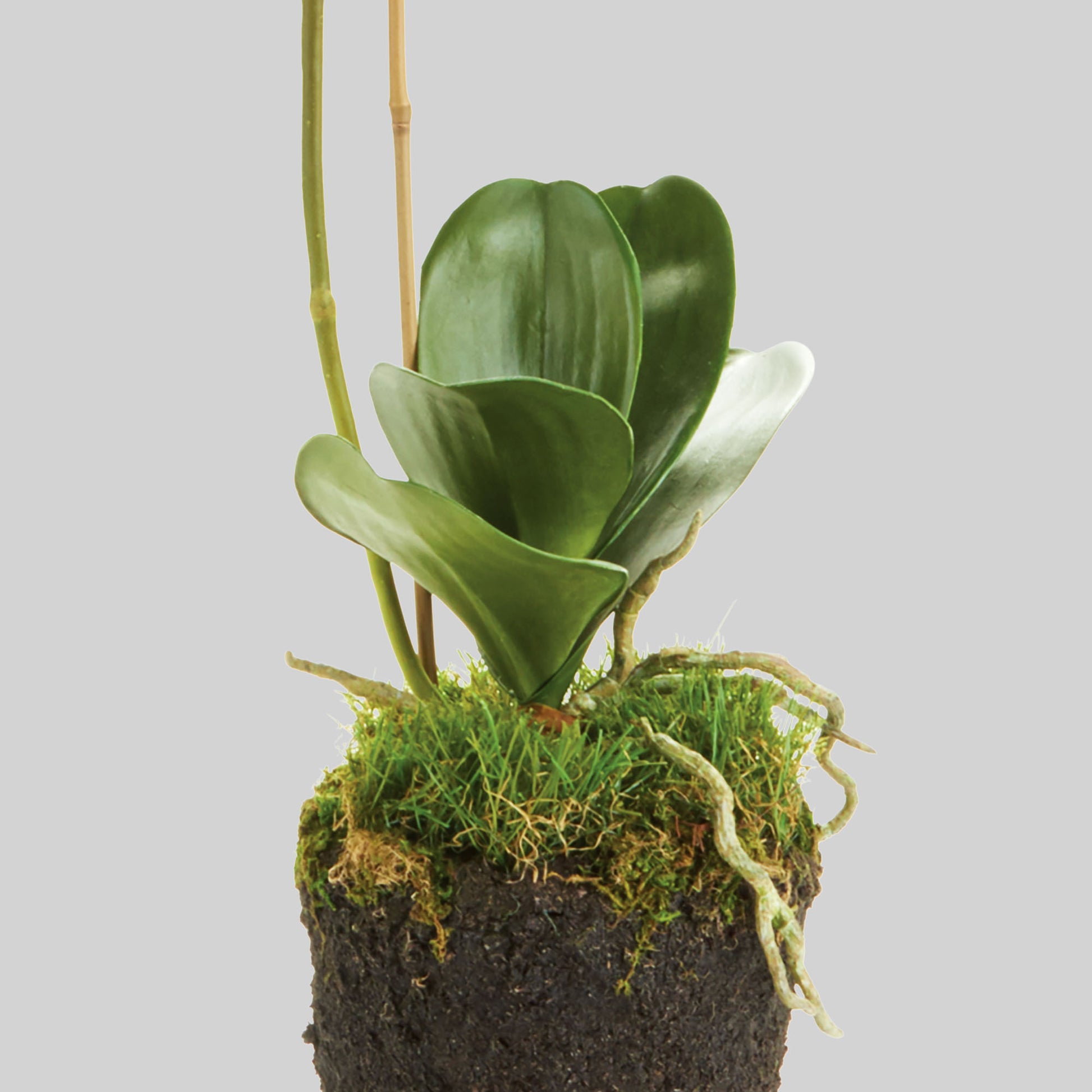 White faux phalaenopsis orchid drop-in 26 inch - stylish home accent (Image3).