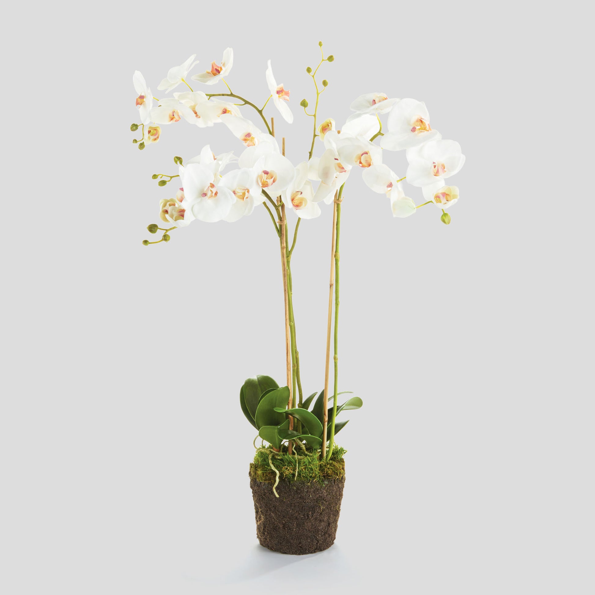 White faux phalaenopsis orchid drop-in 31 inch - stylish home accent (Image1).