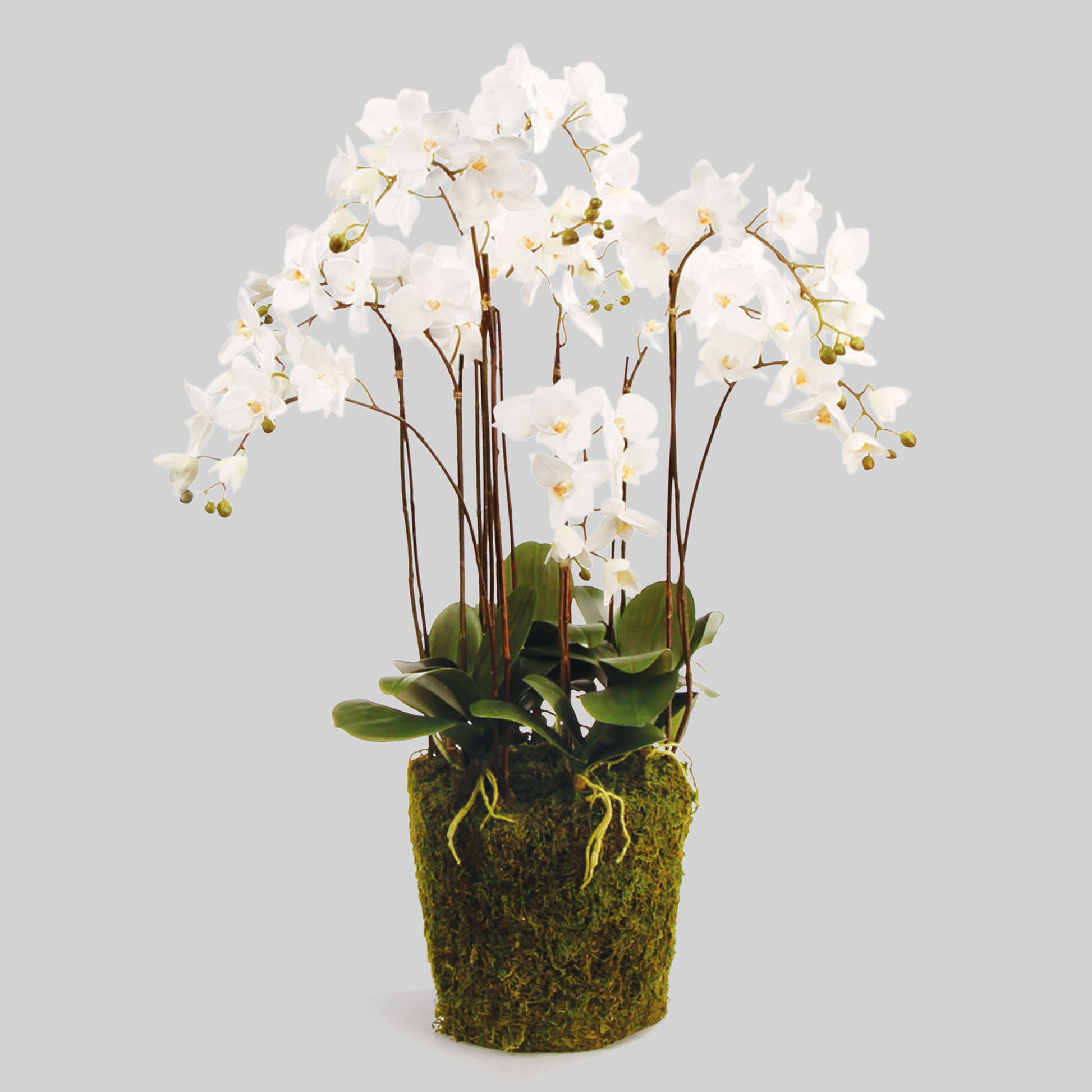 White faux phalaenopsis orchid drop-in 36 inch - stylish home accent (Image1).