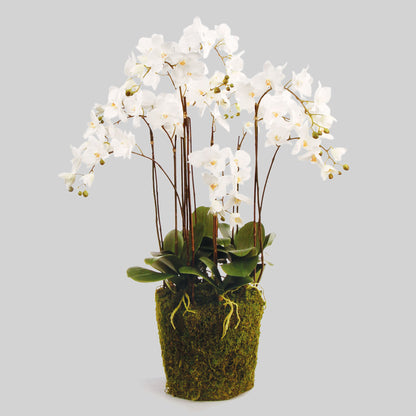 White faux phalaenopsis orchid drop-in 36 inch - stylish home accent (Image1).
