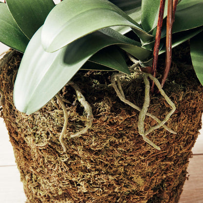 White faux phalaenopsis orchid drop-in 36 inch - stylish home accent (Image2).