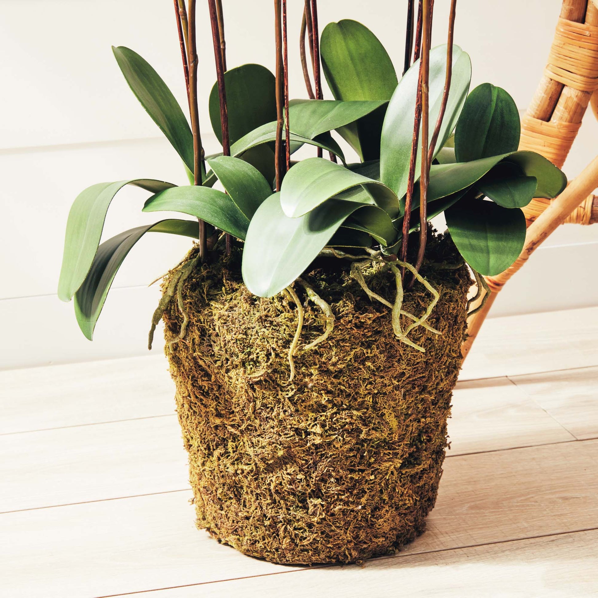 White faux phalaenopsis orchid drop-in 36 inch - stylish home accent (Image3).