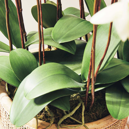 White faux phalaenopsis orchid drop-in 36 inch - stylish home accent (Image4).