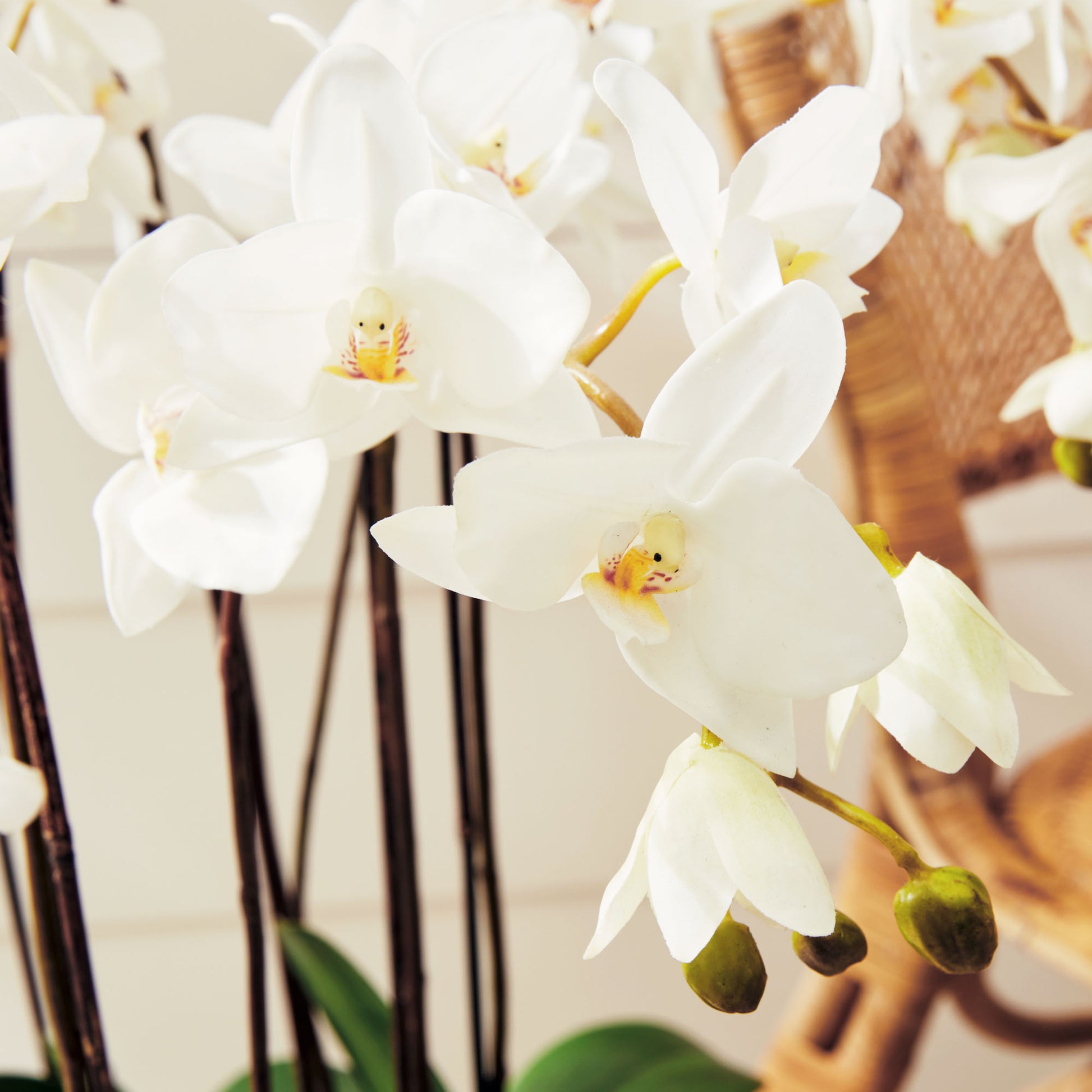 White faux phalaenopsis orchid drop-in 36 inch - stylish home accent (Image5).