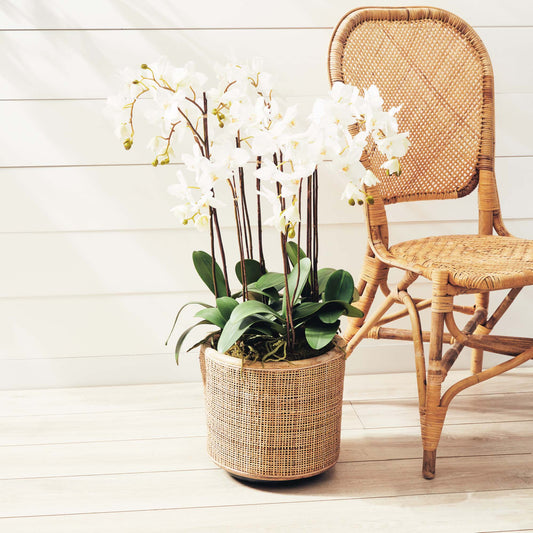 White faux phalaenopsis orchid drop-in 36 inch - stylish home accent (Image6).