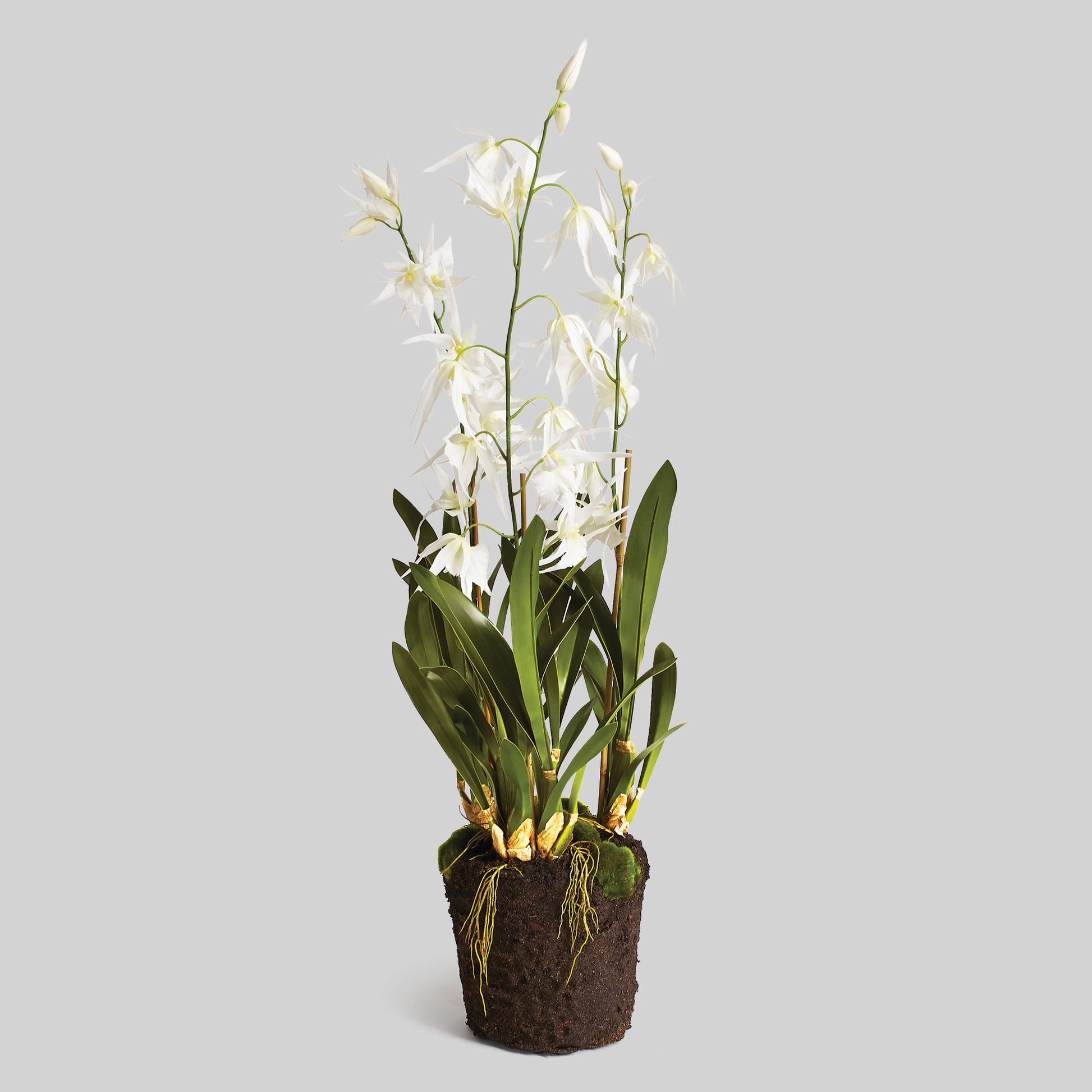 White faux spider orchid drop-in 44 inch - stylish home accent (Image1).