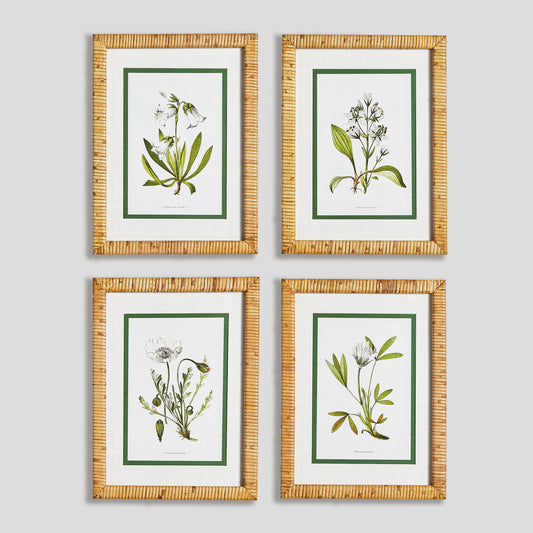 White floral study framed prints (set of 4) - stylish home accent (Image1).