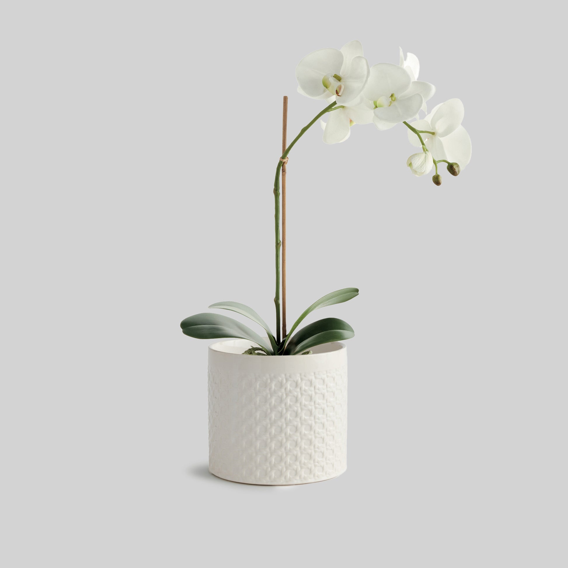 White lattice small round cachepot - stylish home accent (Image4).