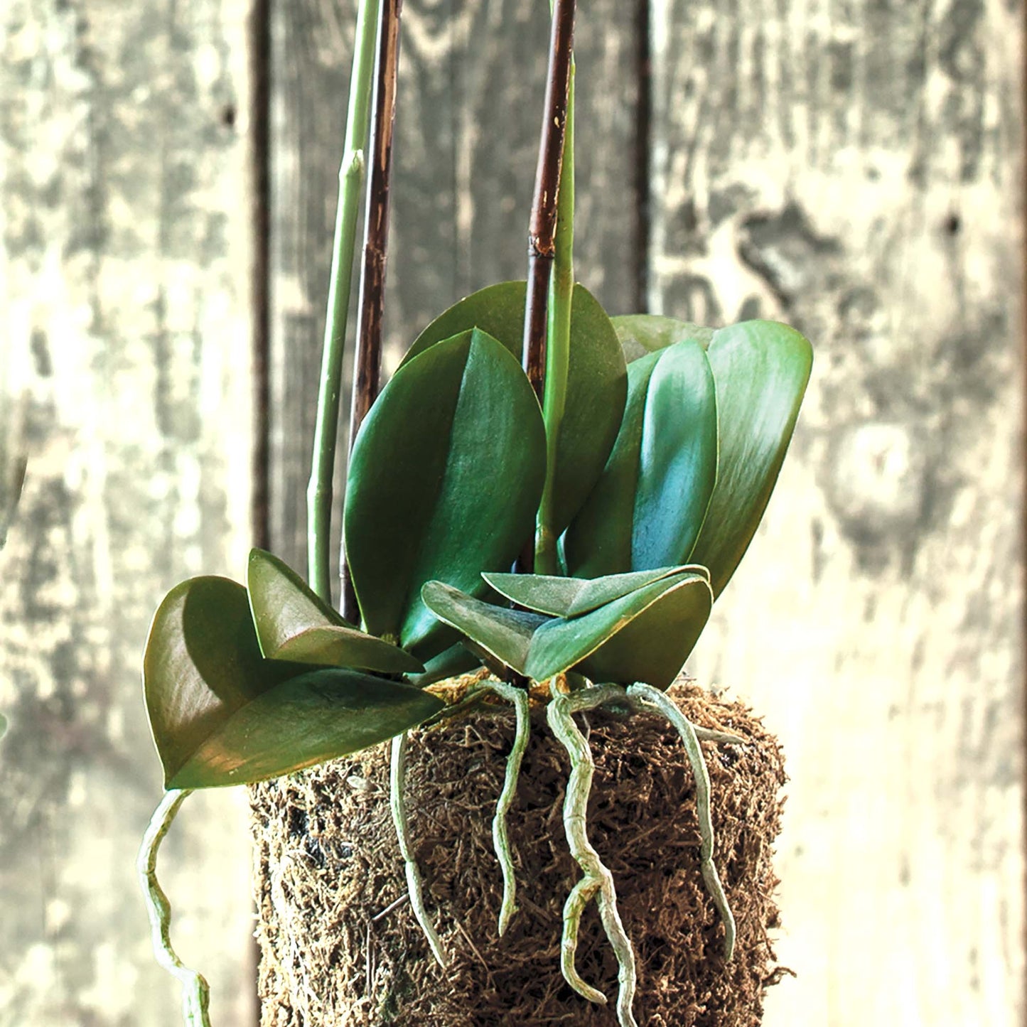 White orchid faux floral drop-in, closeup view of base and roots.