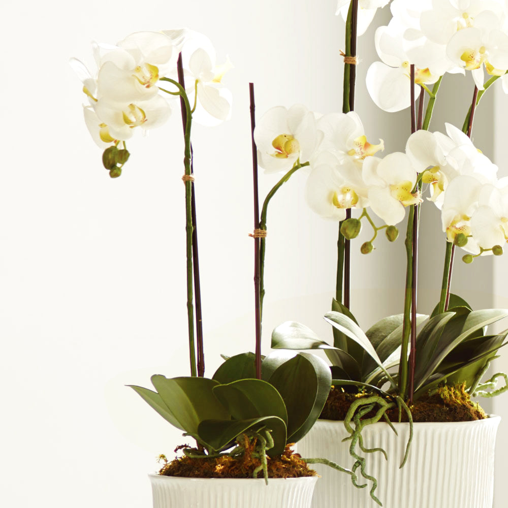 White orchid faux floral drop-ins in cachepots stylized on table.