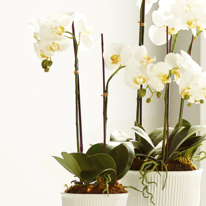 White orchid faux floral drop-ins in cachepots stylized on table.