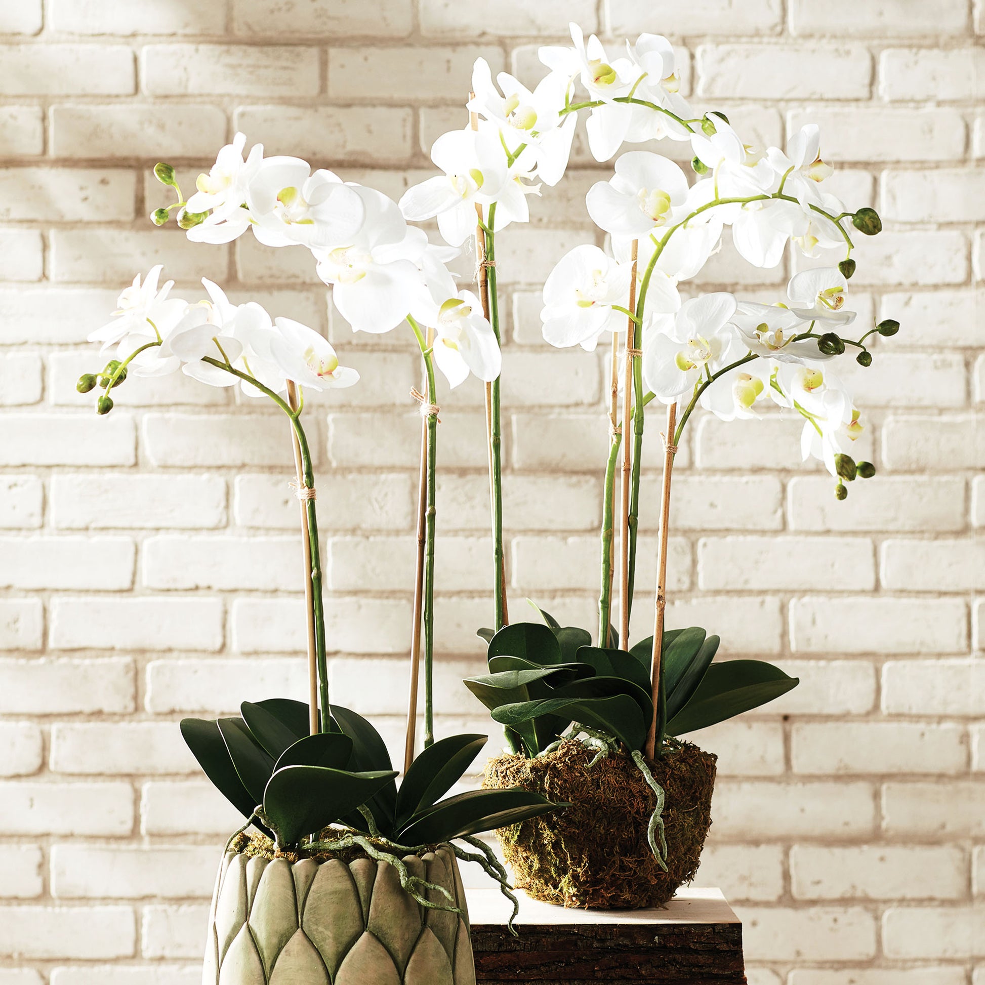 White orchid faux floral drop-ins, 30", stylized in ceramic pots.