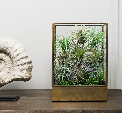 Antique brass and glass hurricane candle holder filled with air plants on wood table with stone object.