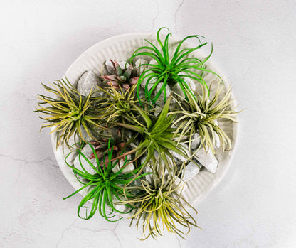 Artesa ceramic bowl/vessel filled with air plants on stone table.